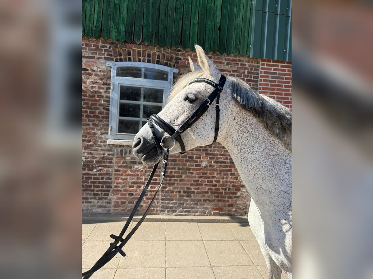 Deutsches Reitpony Stute 7 Jahre 145 cm Schimmel in Heidgraben