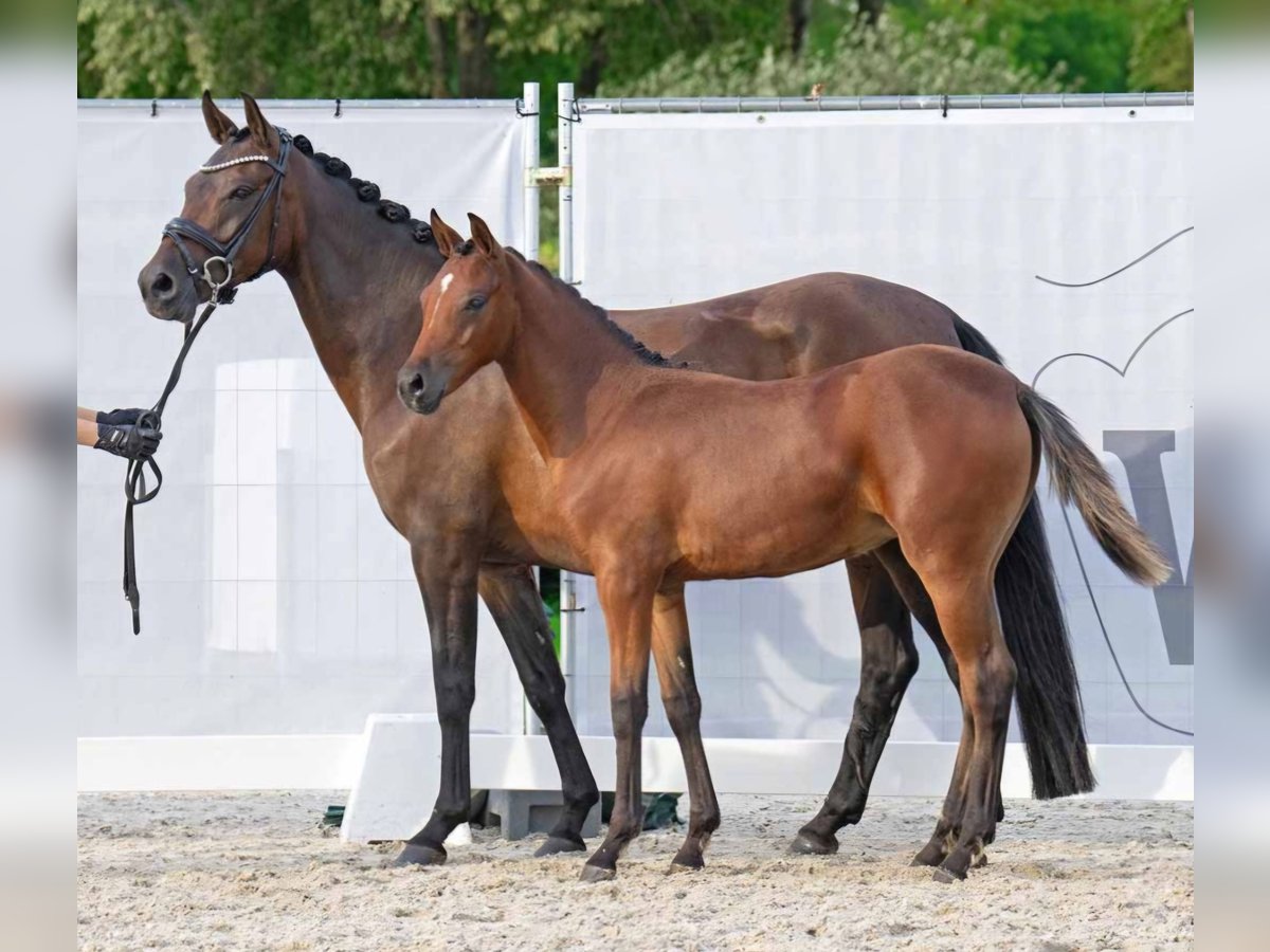 Deutsches Reitpony Stute 7 Jahre 146 cm Brauner in Gescher