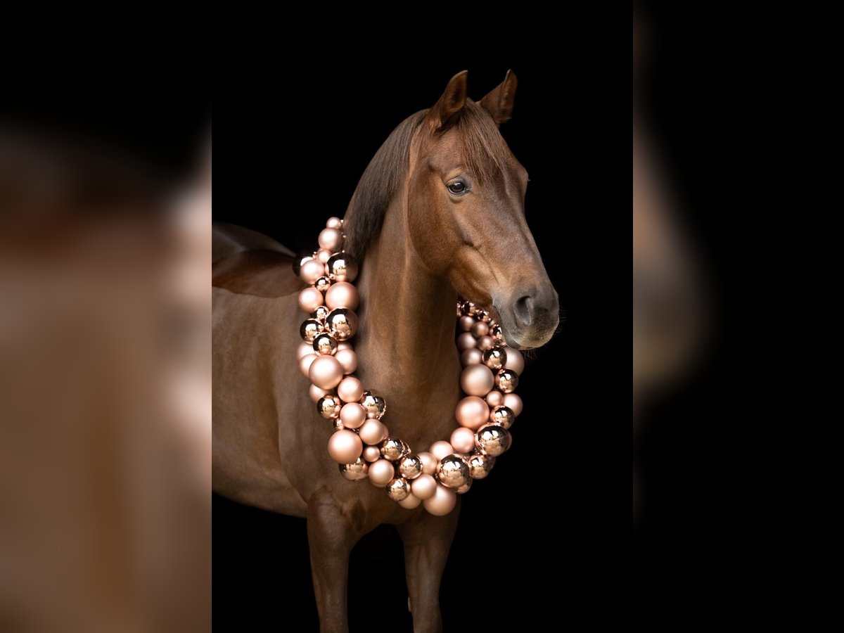 Deutsches Reitpony Stute 7 Jahre 146 cm Fuchs in Mettmann