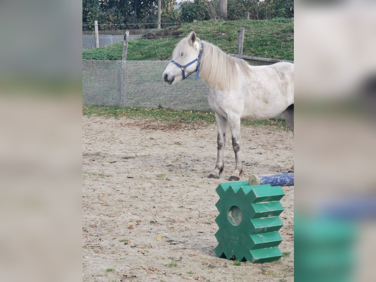 Deutsches Reitpony Stute 7 Jahre 146 cm Rappschimmel in Vienenburg