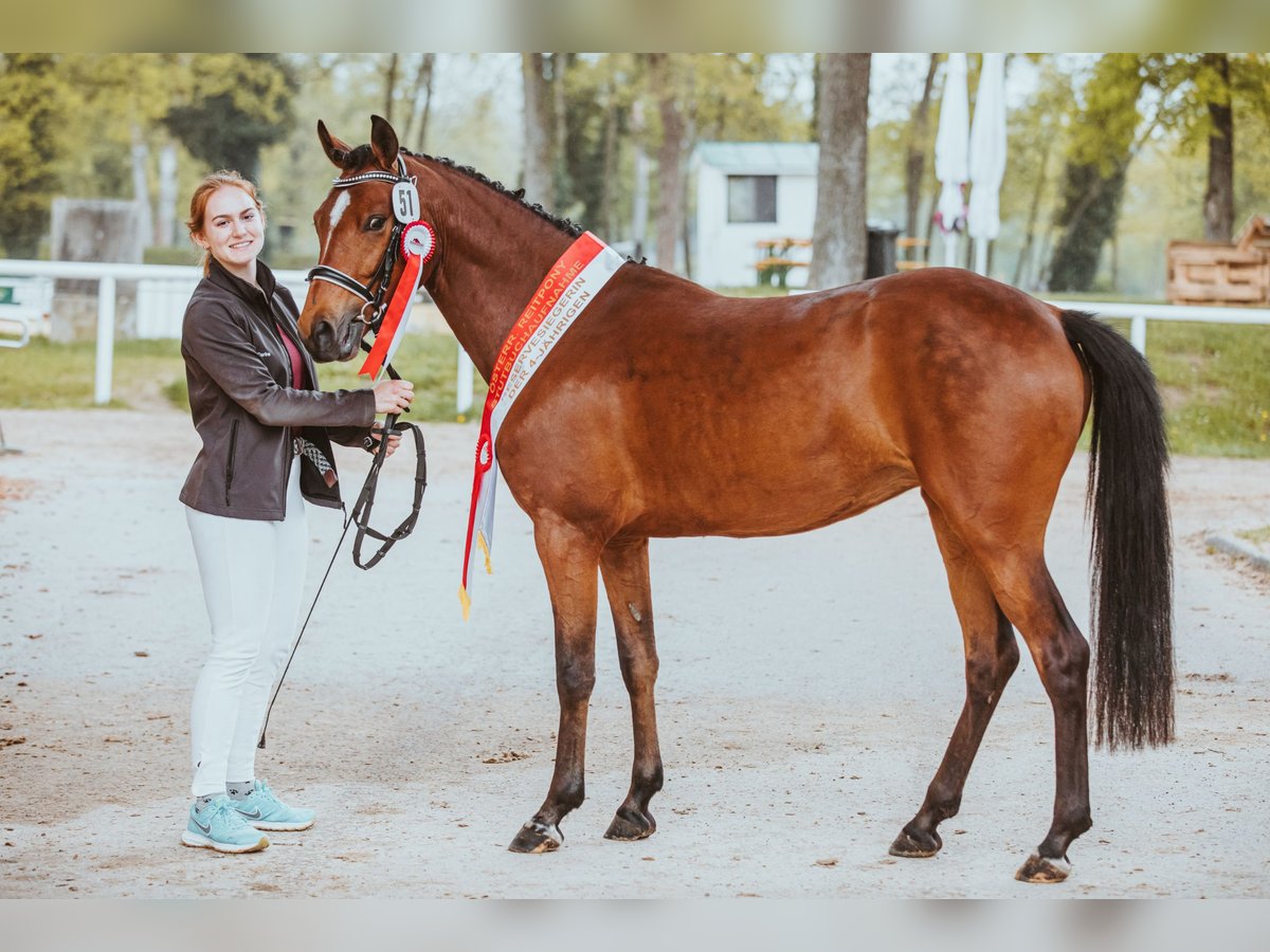 Deutsches Reitpony Stute 7 Jahre 147 cm Brauner in Puchkirchen am Trattberg