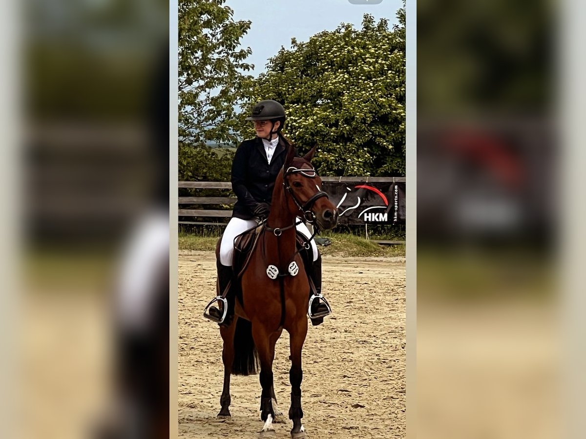 Deutsches Reitpony Stute 7 Jahre 147 cm Brauner in Brilon