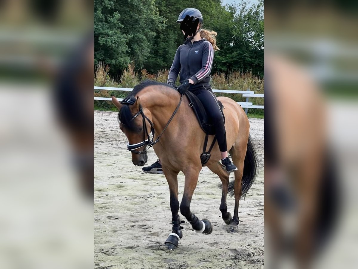 Deutsches Reitpony Stute 7 Jahre 147 cm Falbe in Schortens  Moorhausen