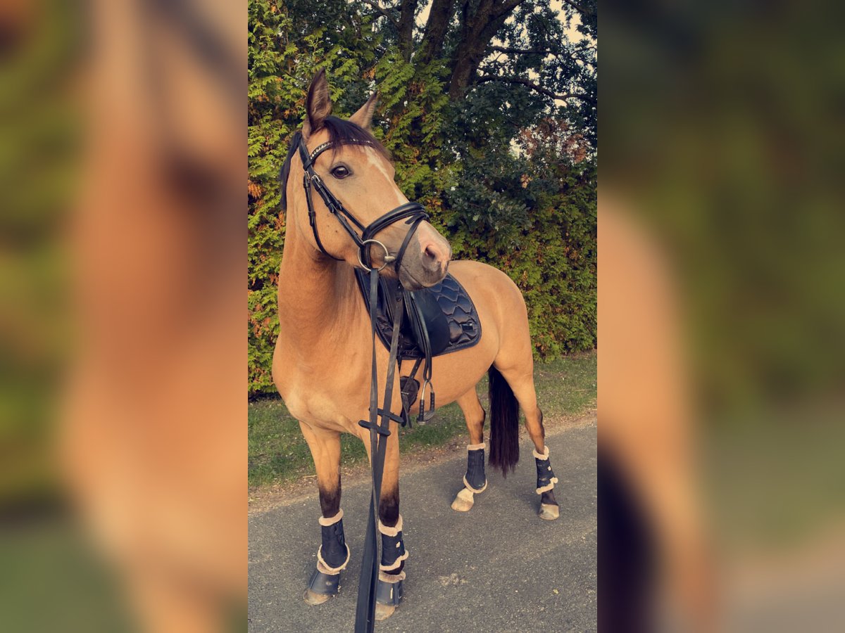 Deutsches Reitpony Stute 7 Jahre 148 cm Buckskin in Syke