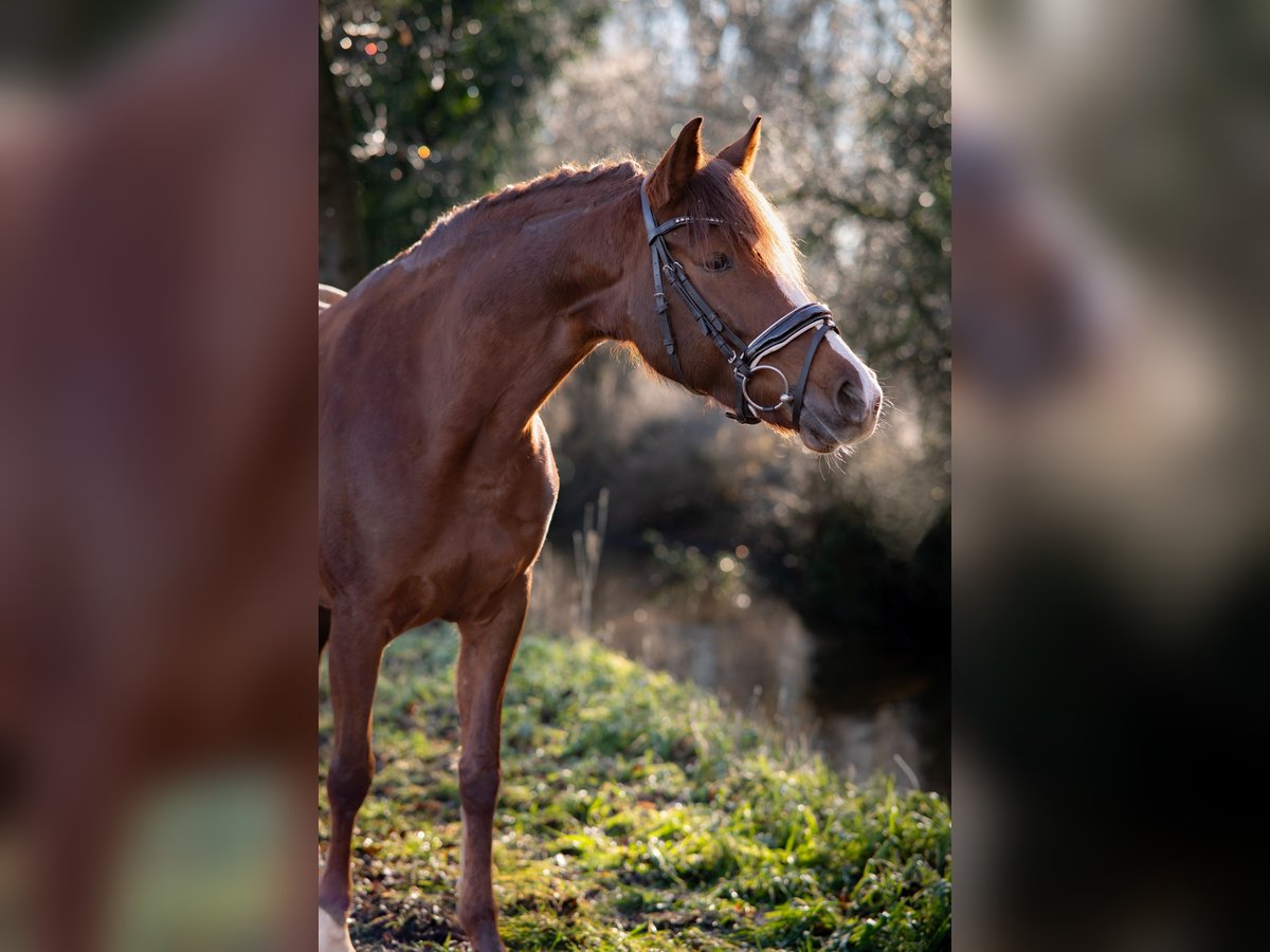 Deutsches Reitpony Stute 7 Jahre 148 cm Dunkelfuchs in Marienfeld