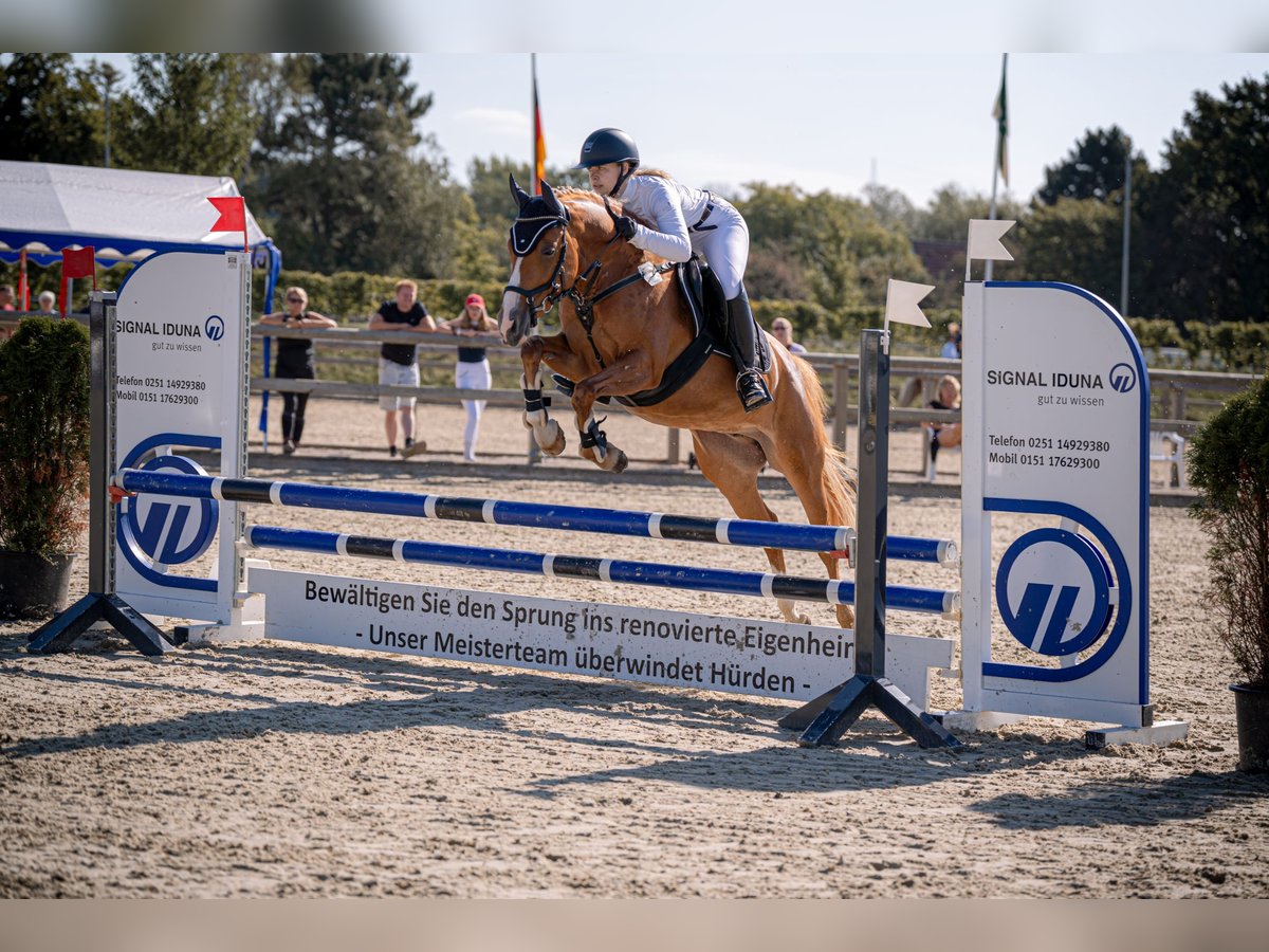 Deutsches Reitpony Stute 7 Jahre 148 cm Fuchs in Greven