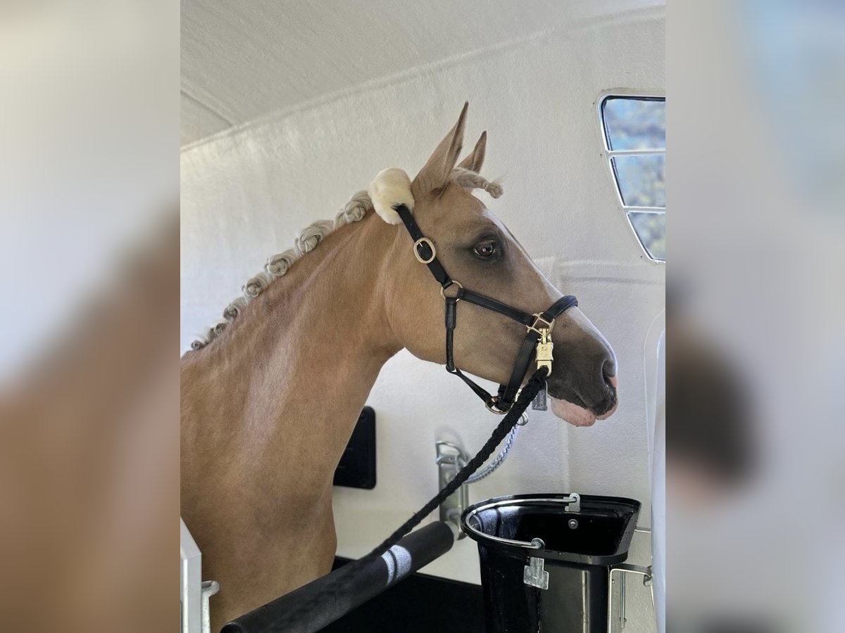 Deutsches Reitpony Stute 7 Jahre 148 cm Palomino in Gauting Deutsches Reitpony Stute 7 Jahre 148 cm Palomino in Gauting