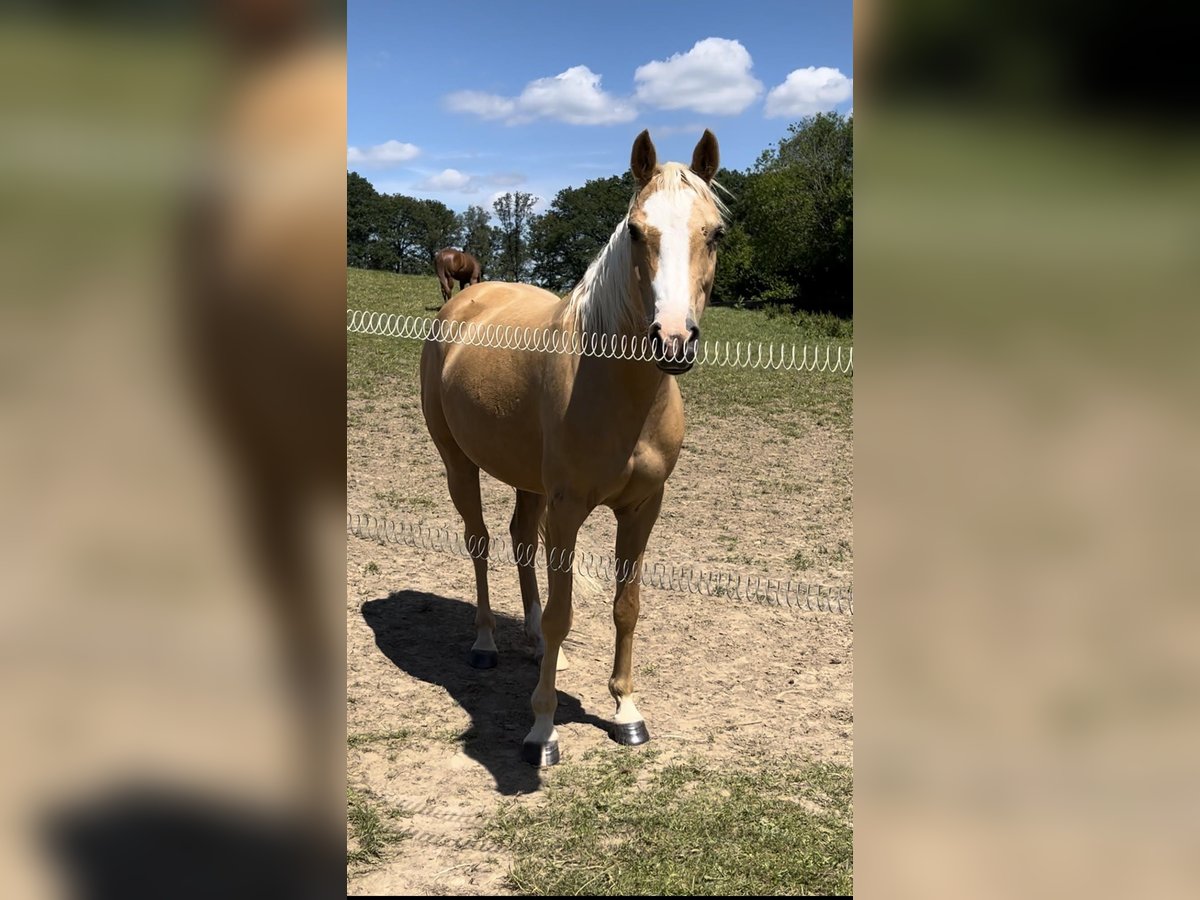 Deutsches Reitpony Stute 7 Jahre 148 cm Palomino in Burscheid