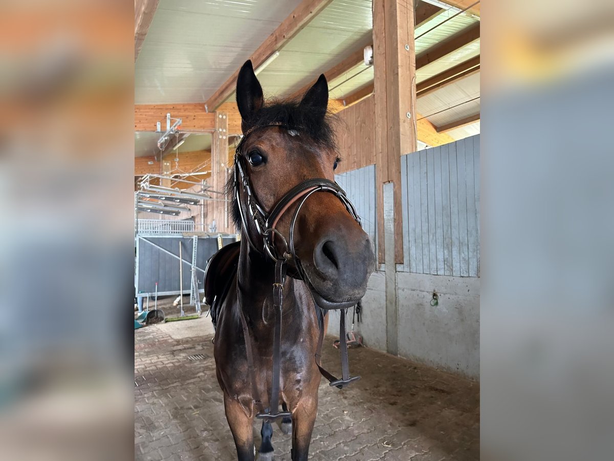 Deutsches Reitpony Stute 7 Jahre 149 cm Brauner in Kappelrodeck