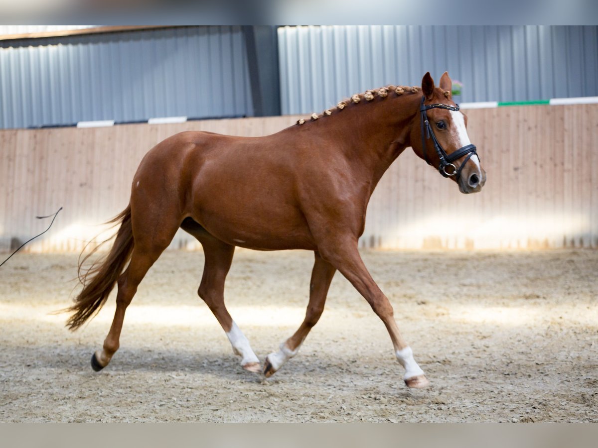 Deutsches Reitpony Stute 7 Jahre 149 cm Red Dun in Auning