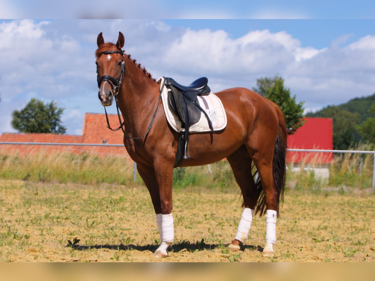 Deutsches Reitpony Stute 7 Jahre 152 cm Fuchs in Wolfhagen