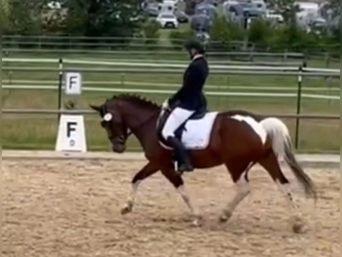 Deutsches Reitpony Mix Stute 7 Jahre 153 cm Schecke in Hofstetten