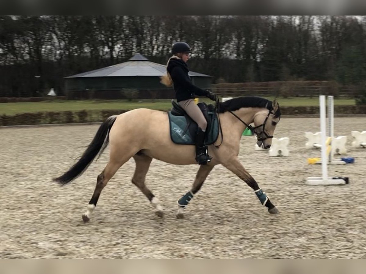 Deutsches Reitpony Stute 7 Jahre 154 cm Falbe in Ennepetal