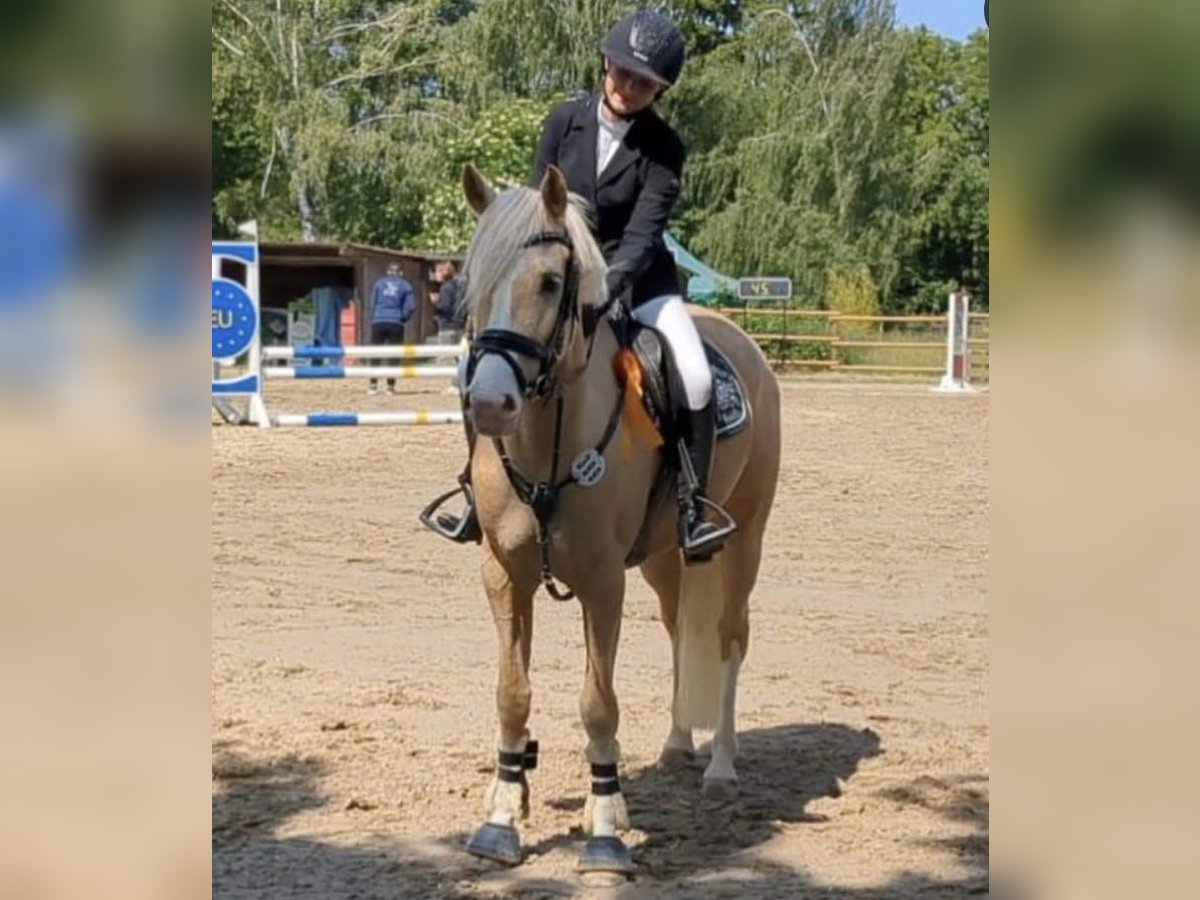 Deutsches Reitpony Stute 7 Jahre 158 cm Palomino in Bad König