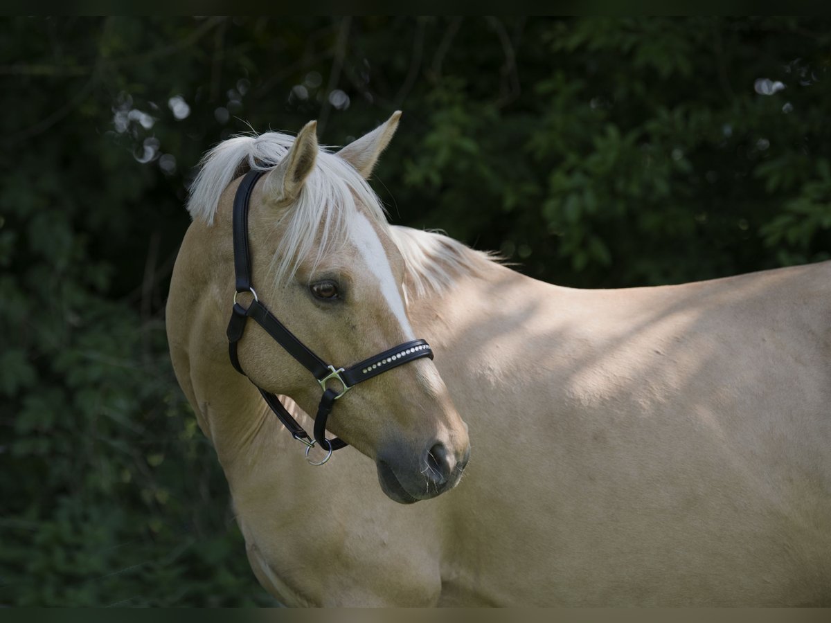 Deutsches Reitpony Stute 7 Jahre Palomino in Neuss