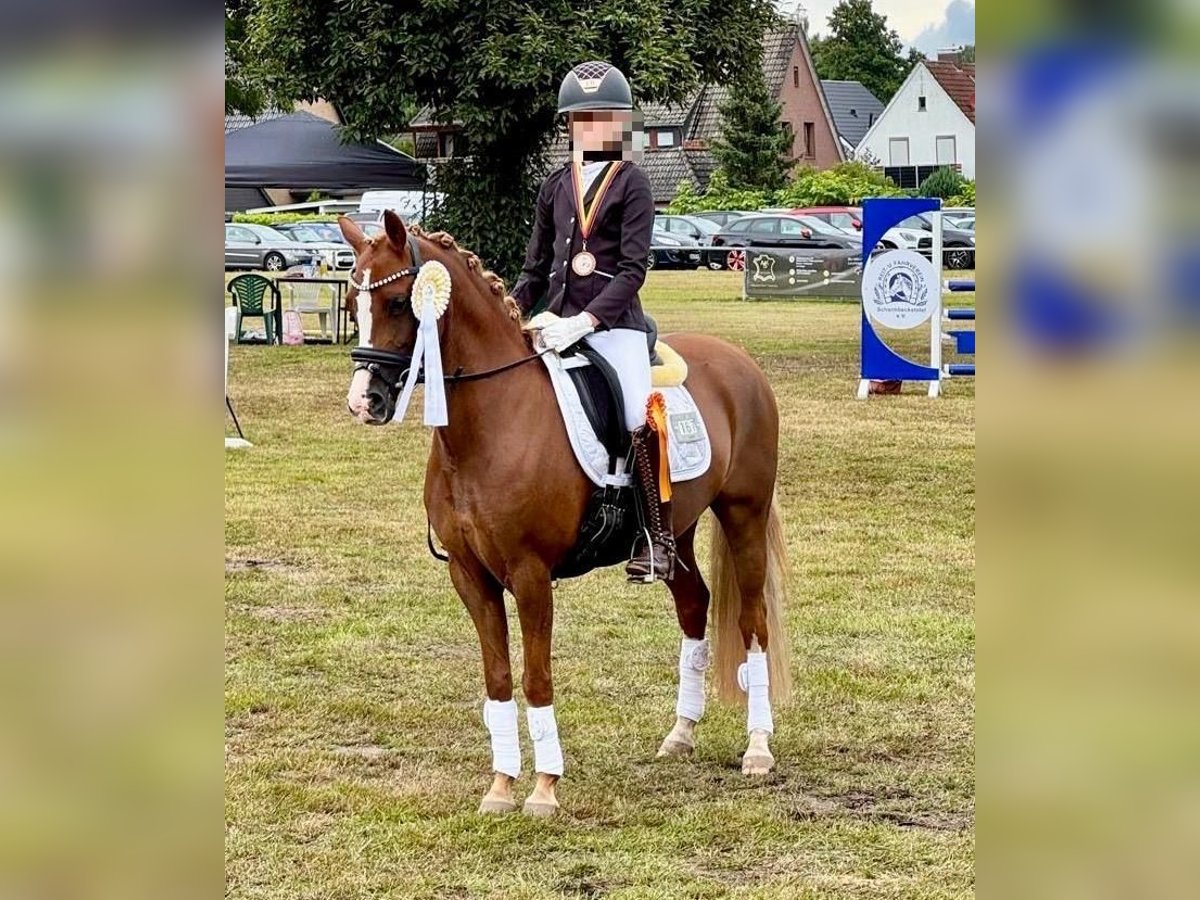 Deutsches Reitpony Stute 8 Jahre 134 cm Dunkelfuchs in Osterholz-Scharmbeck