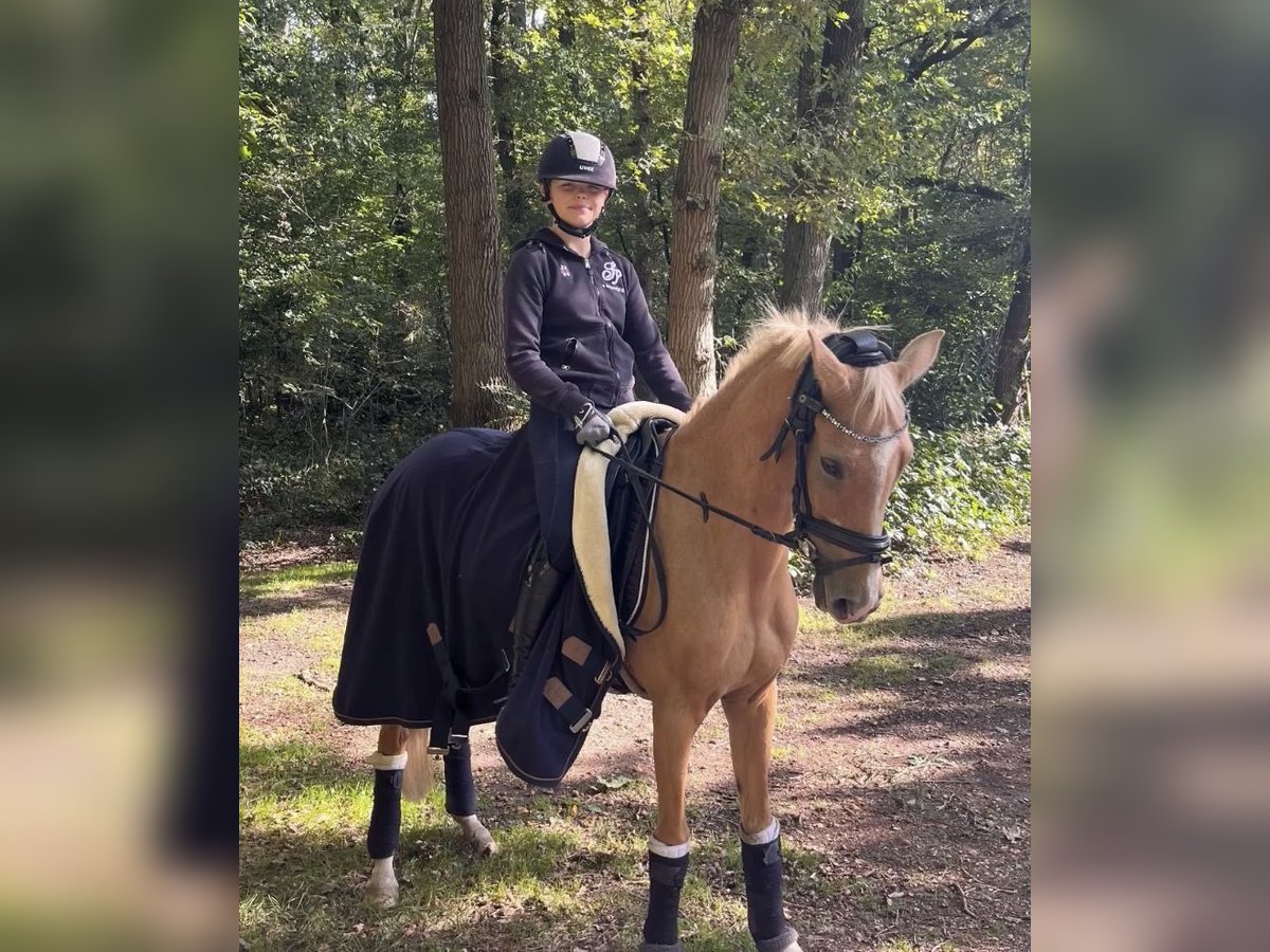 Deutsches Reitpony Stute 8 Jahre 138 cm Palomino in Rheine