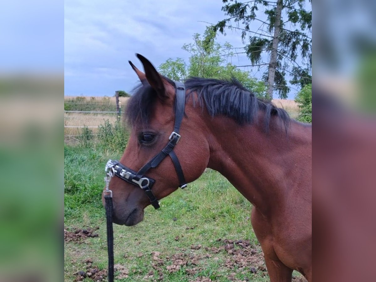 Deutsches Reitpony Stute 8 Jahre 142 cm Brauner in Stechlin