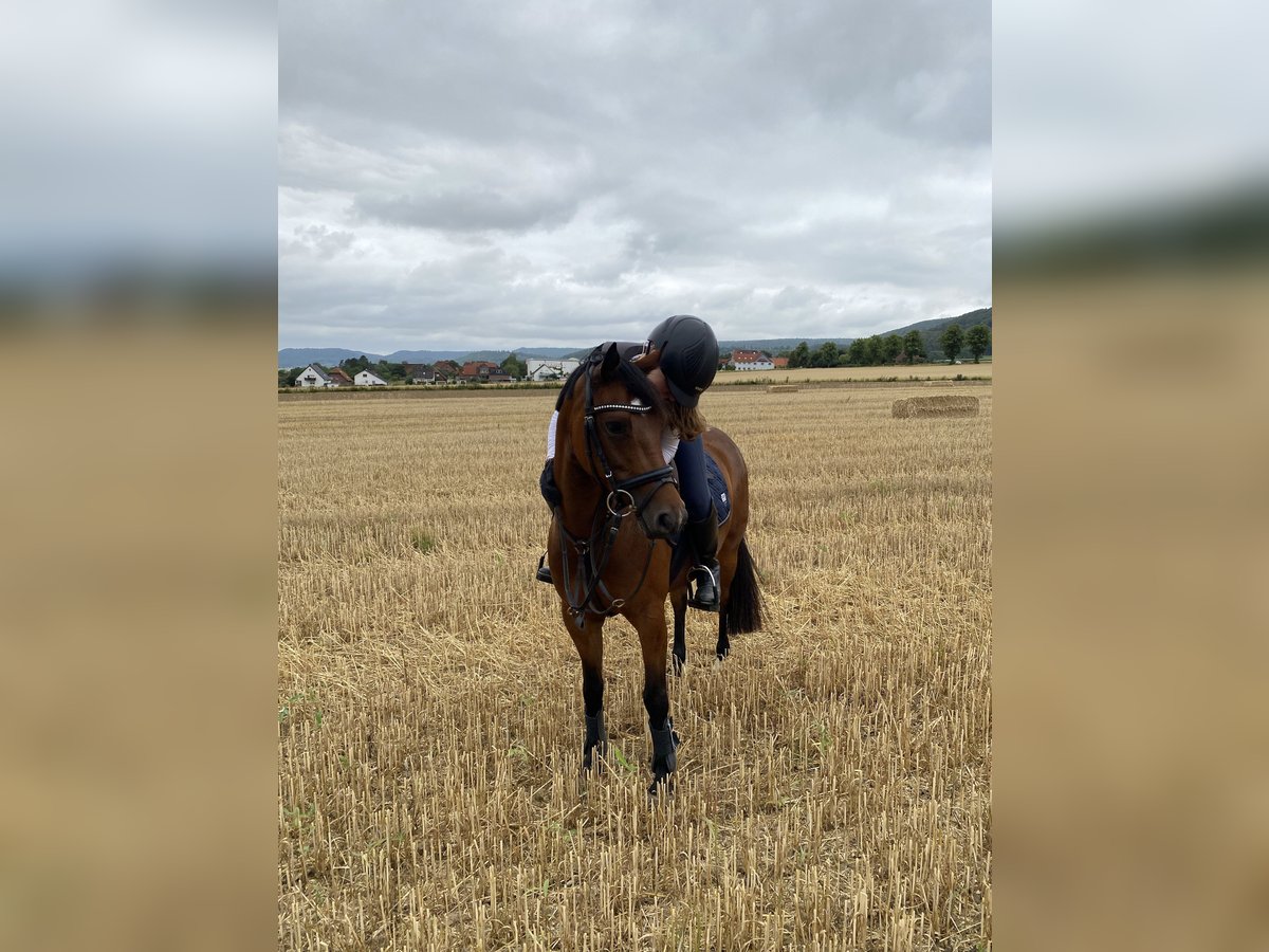 Deutsches Reitpony Stute 8 Jahre 142 cm Brauner in Hessisch Oldendorf