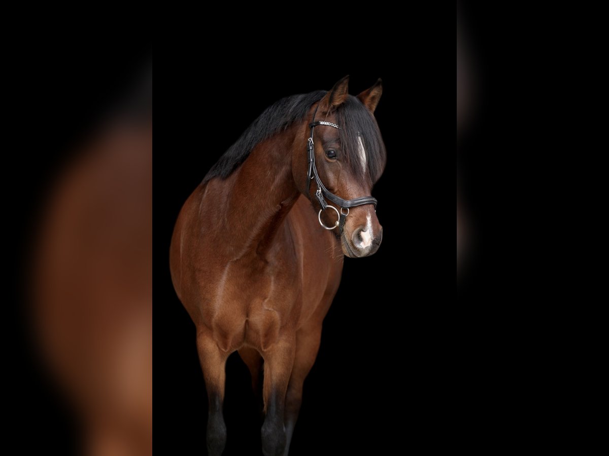 Deutsches Reitpony Stute 8 Jahre 143 cm Brauner in Schwalmtal