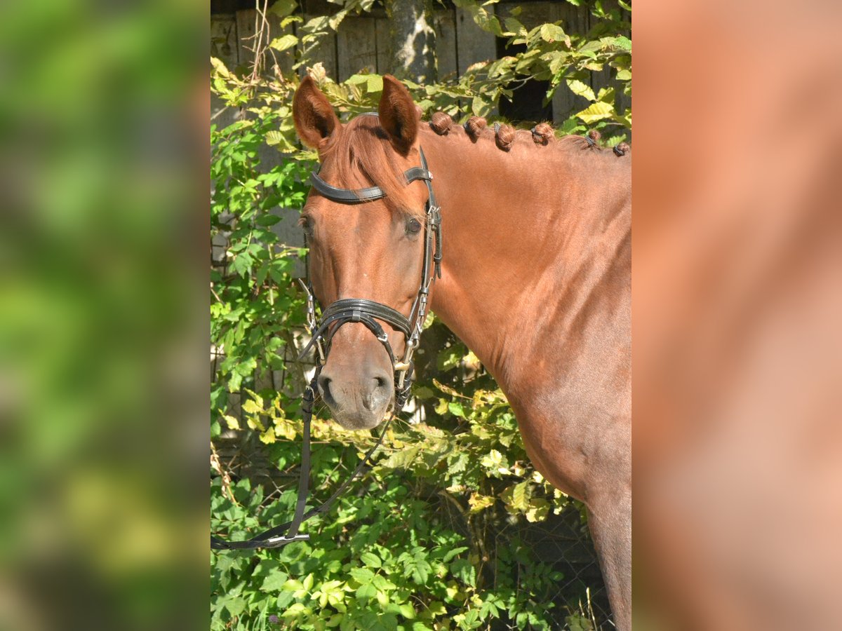 Deutsches Reitpony Stute 8 Jahre 143 cm Fuchs in Würzburg