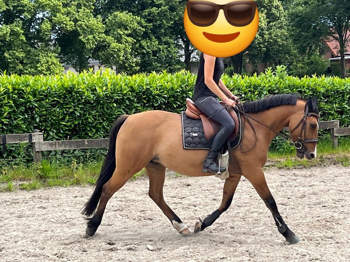 Deutsches Reitpony Stute 8 Jahre 144 cm Brauner in Westerkappeln
