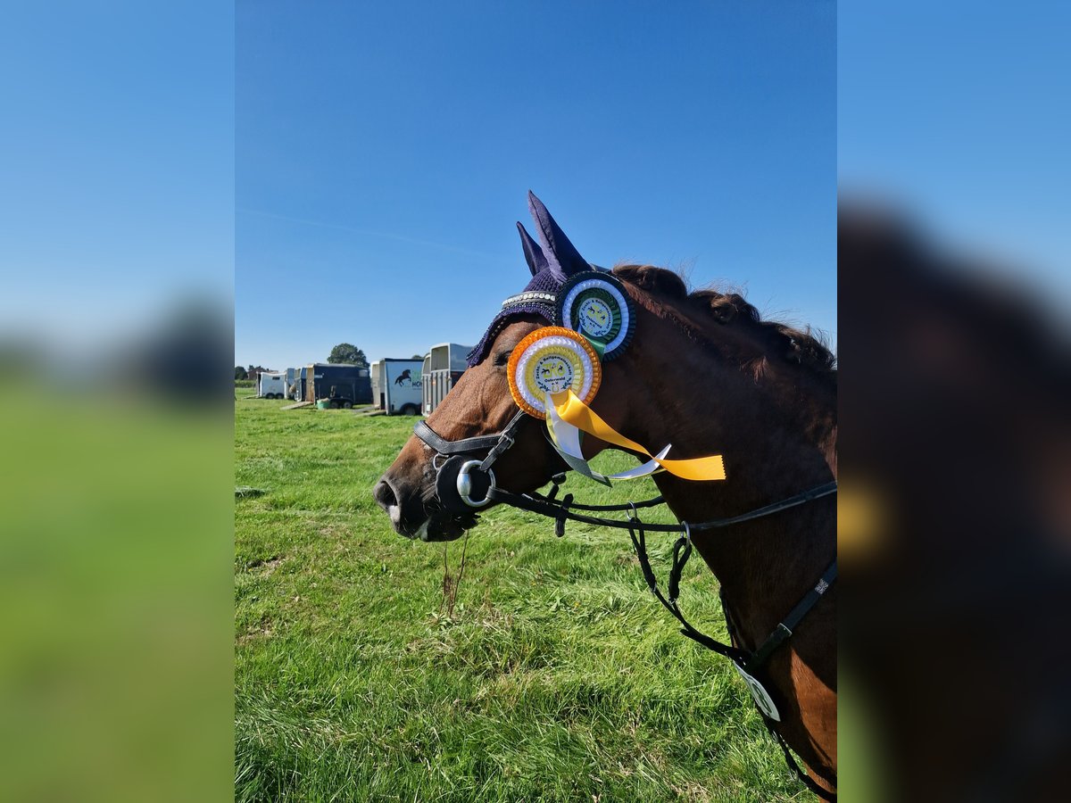 Deutsches Reitpony Stute 8 Jahre 144 cm Dunkelfuchs in Petershagen