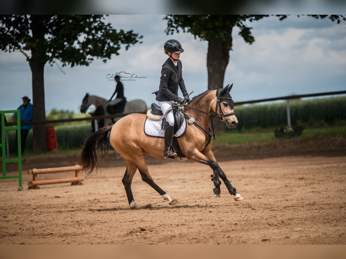 Deutsches Reitpony Stute 8 Jahre 144 cm Falbe in Schwabenheim