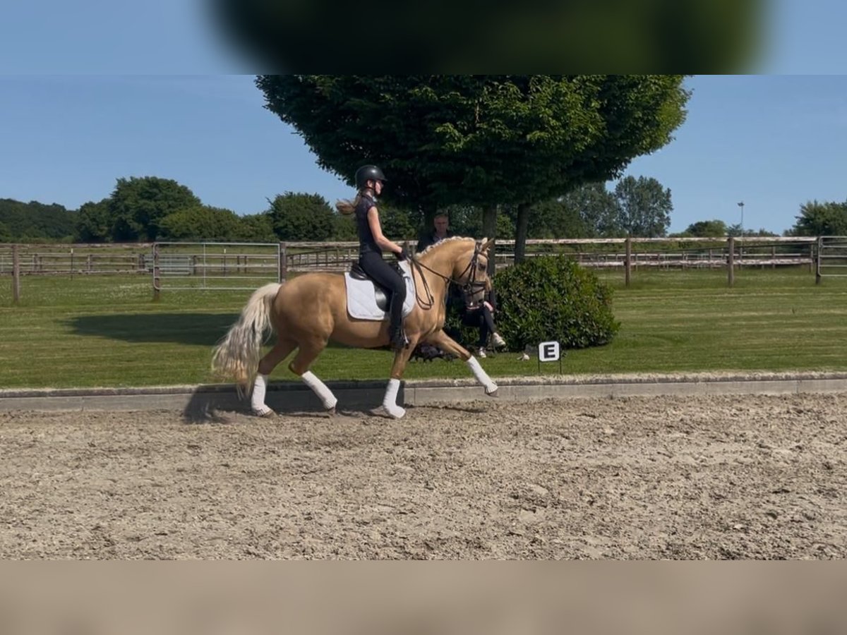 Deutsches Reitpony Stute 8 Jahre 145 cm Palomino in Mohrkirch