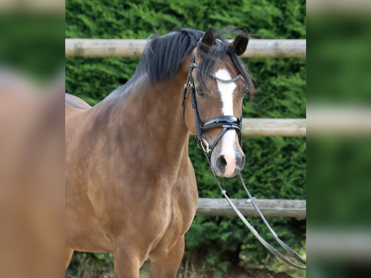 Deutsches Reitpony Stute 8 Jahre 146 cm Brauner in Sch&#xF6;ppingen