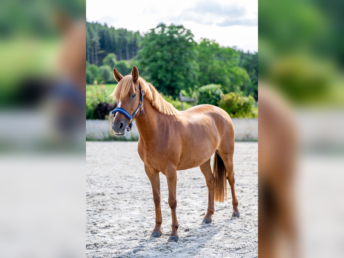 Deutsches Reitpony Mix Stute 8 Jahre 146 cm Fuchs in Glash&#xFC;tte OT Oberfrauendorf