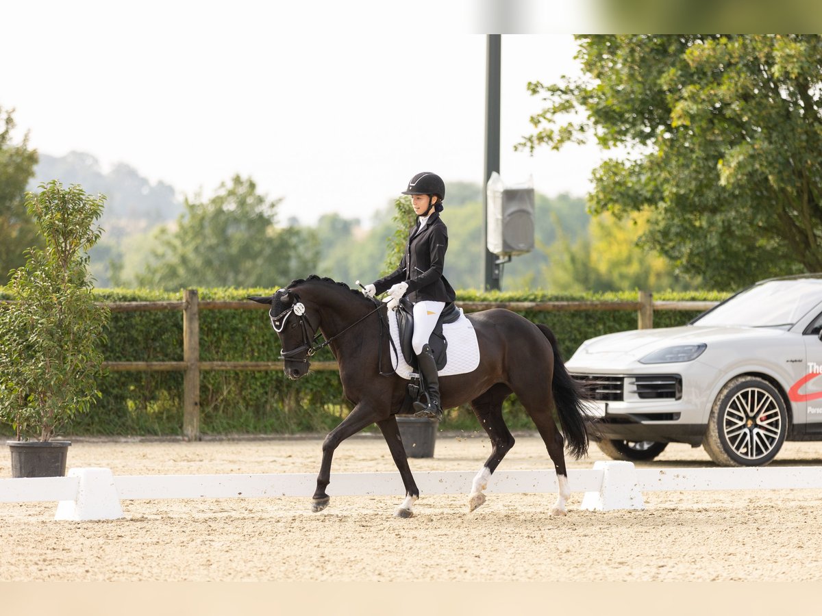 Deutsches Reitpony Stute 8 Jahre 146 cm Rappe in Lintgen