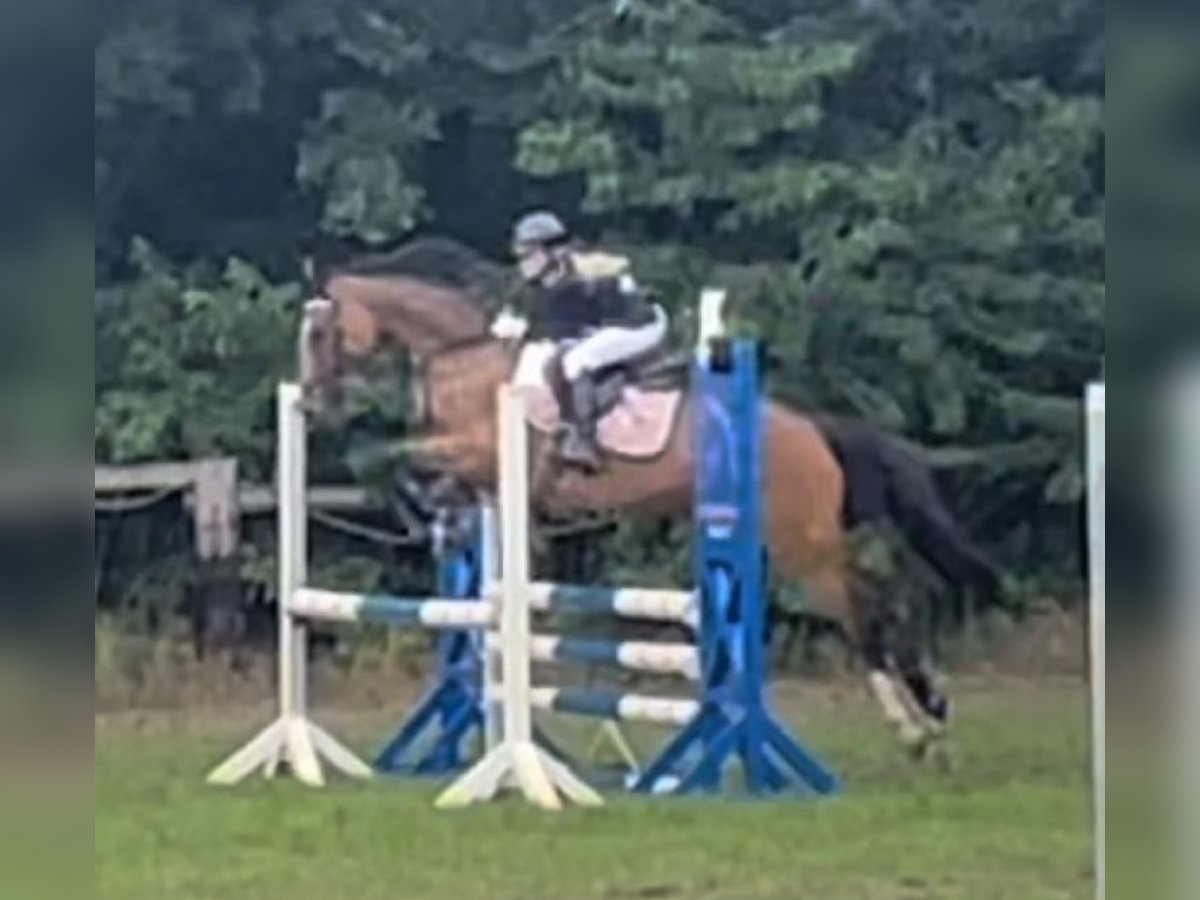 Deutsches Reitpony Stute 8 Jahre 147 cm Brauner in Lachendorf