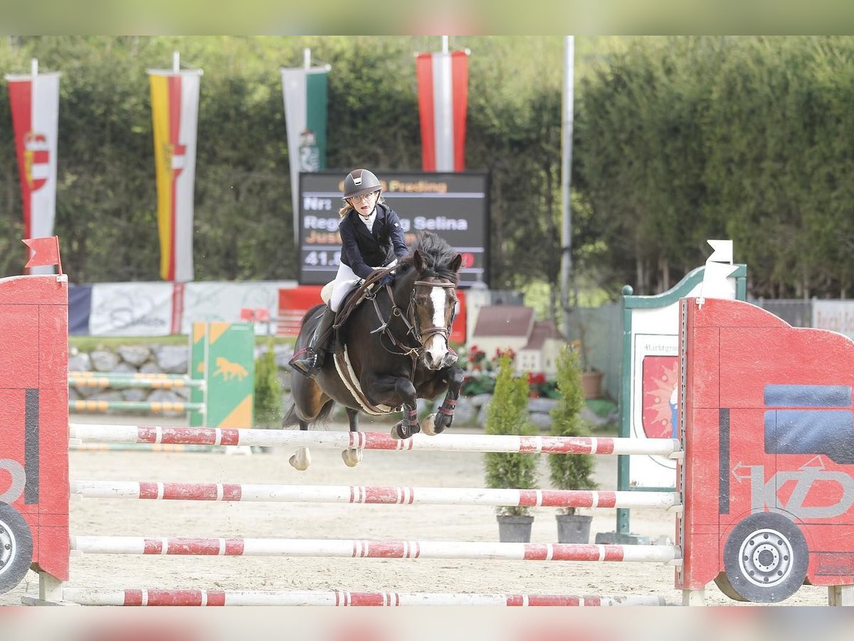 Deutsches Reitpony Stute 8 Jahre 147 cm Dunkelbrauner in Unterhameten