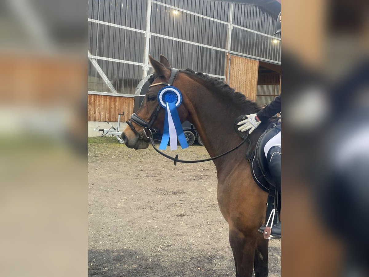 Deutsches Reitpony Stute 8 Jahre 147 cm Dunkelbrauner in Limburg an der Lahn