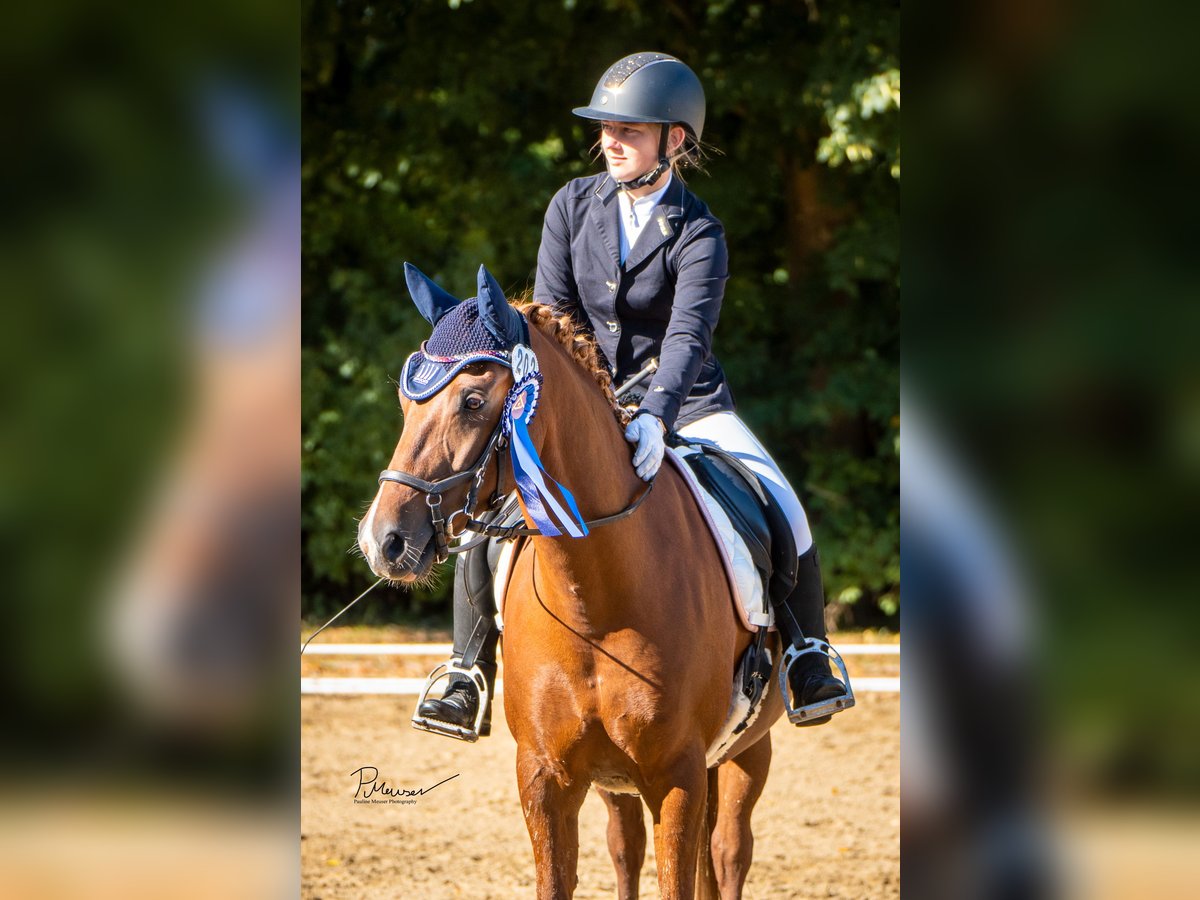 Deutsches Reitpony Stute 8 Jahre 147 cm Fuchs in Stralsund
