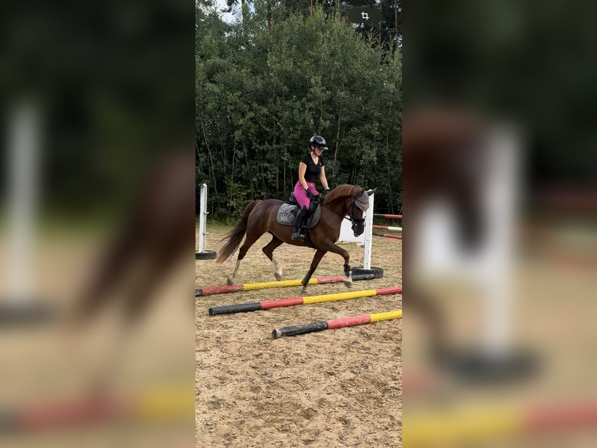 Deutsches Reitpony Stute 8 Jahre 147 cm Fuchs in Zapfendorf