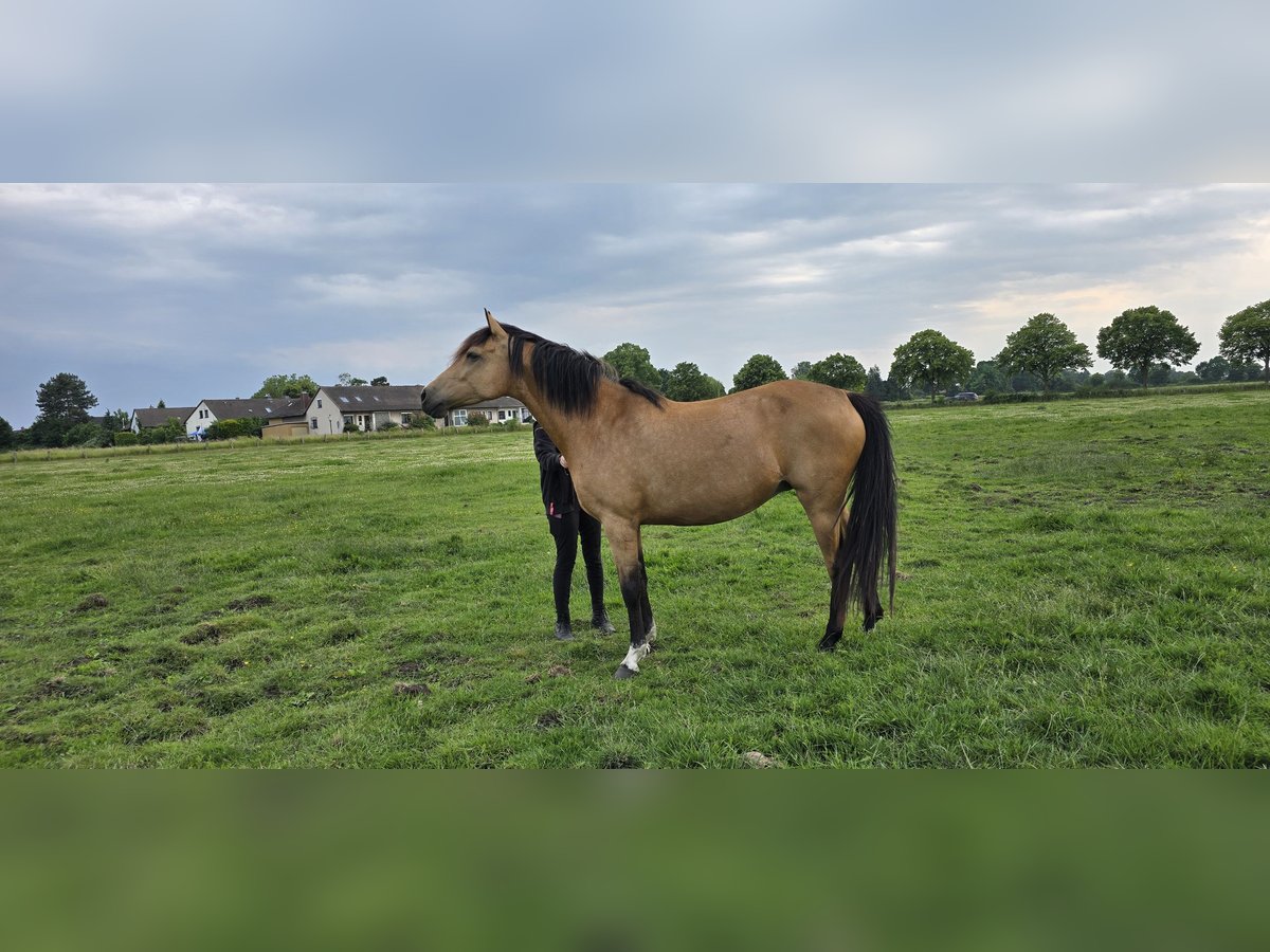 Deutsches Reitpony Stute 8 Jahre 148 cm Buckskin in Garbsen