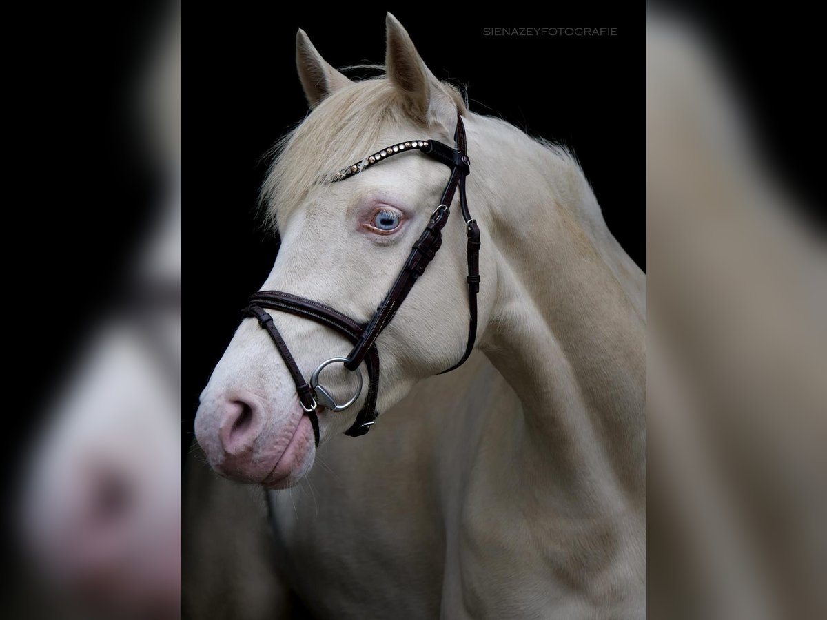 Deutsches Reitpony Stute 8 Jahre 148 cm Cremello in Alfhausen