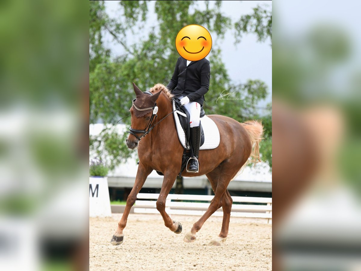 Deutsches Reitpony Stute 8 Jahre 148 cm Fuchs in Neuwied