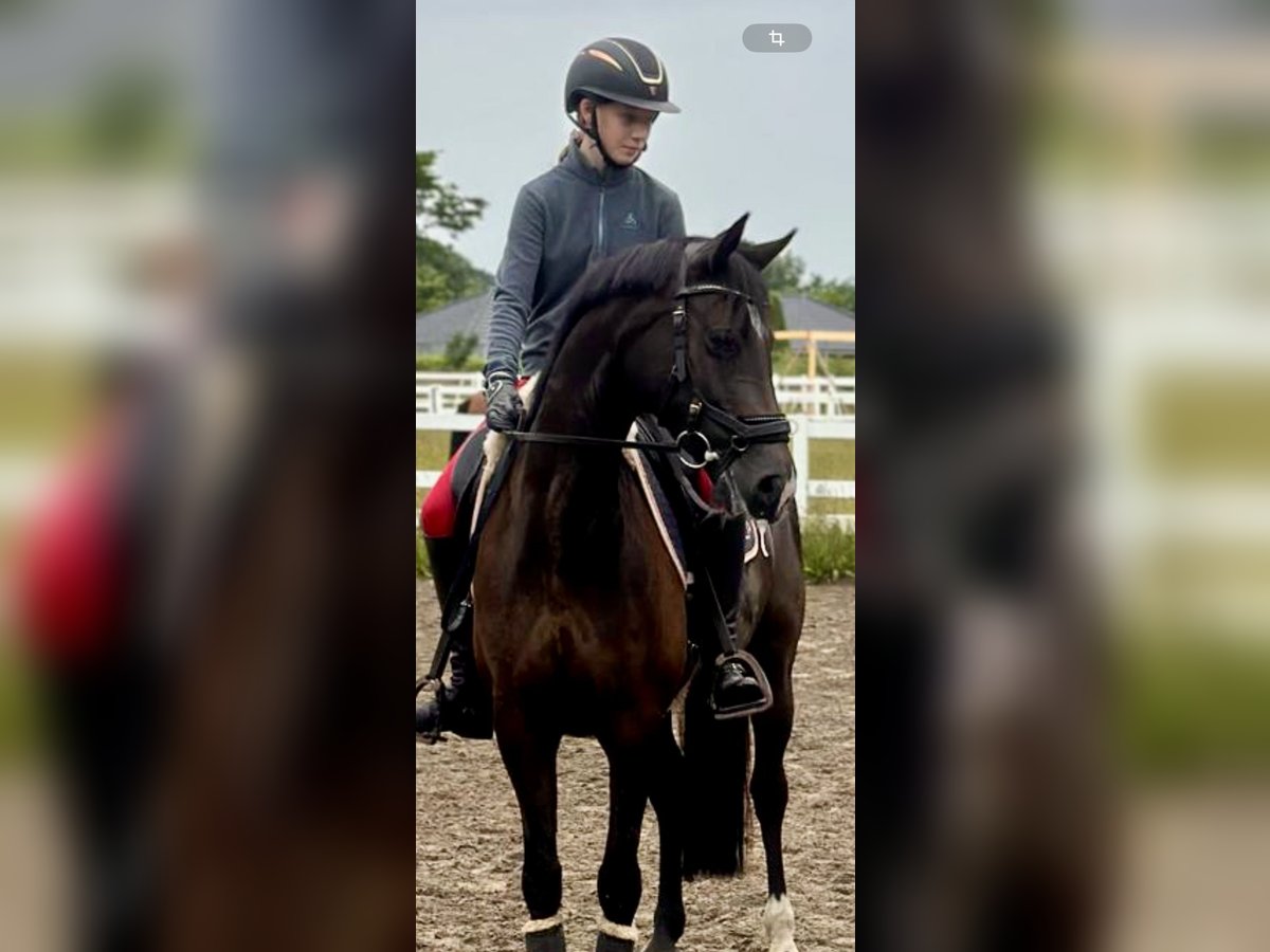 Deutsches Reitpony Stute 8 Jahre 148 cm Rappe in Schönhorst Deutsches Reitpony Stute 8 Jahre 148 cm Rappe in Schönhorst