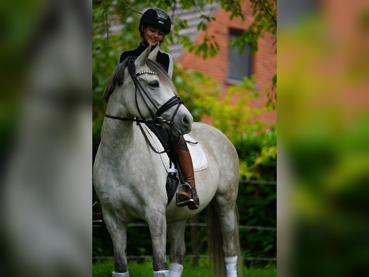 Deutsches Reitpony Stute 8 Jahre 148 cm Schimmel in Heinsberg