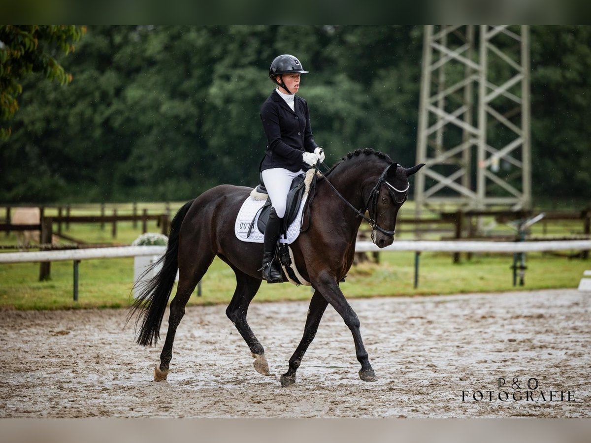 Deutsches Reitpony Stute 8 Jahre 148 cm Schwarzbrauner in RecklinghausenRecklinghausen