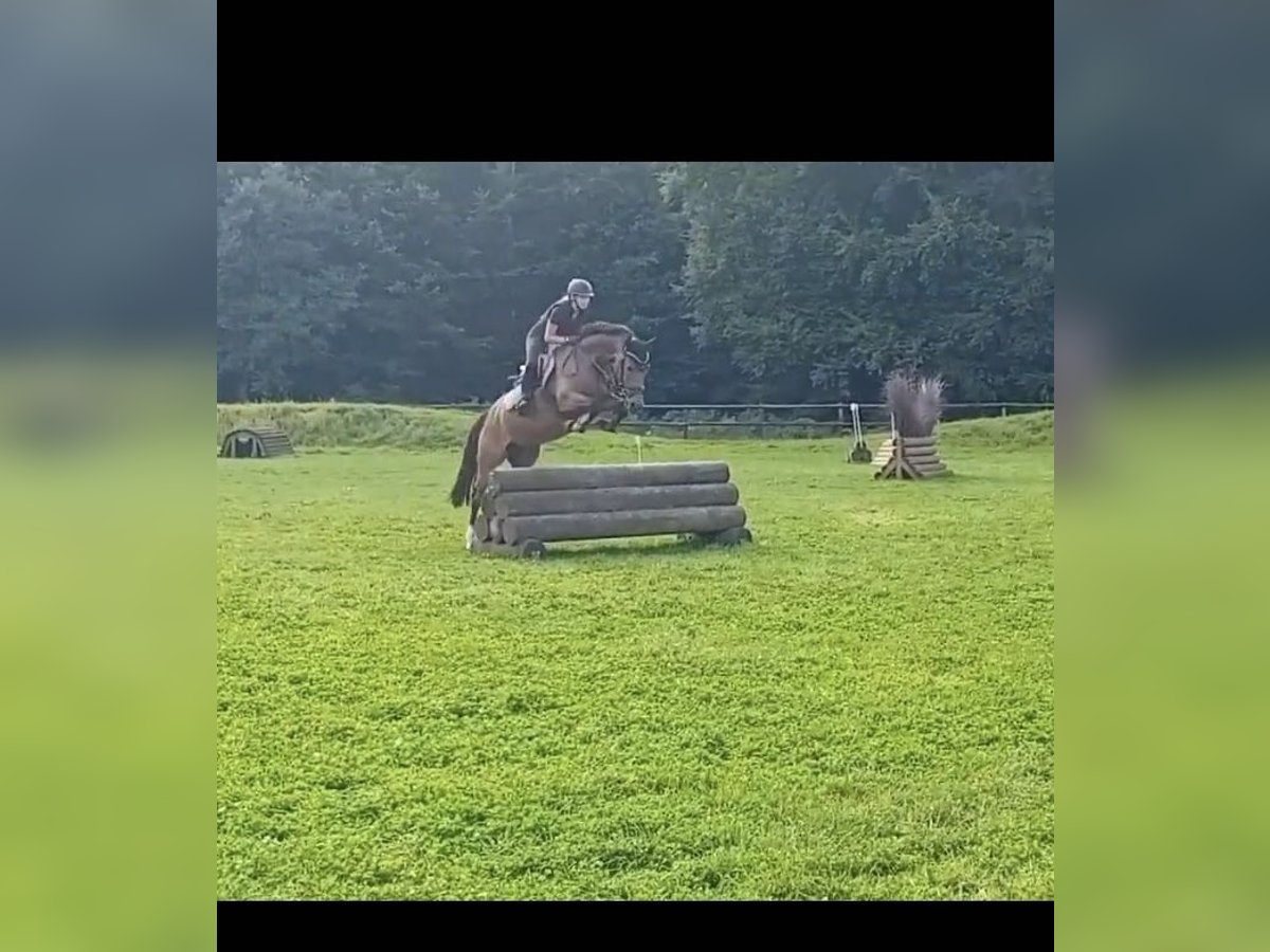 Deutsches Reitpony Stute 8 Jahre 152 cm Brauner in Hamburg