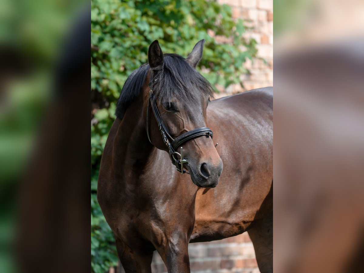 Deutsches Reitpony Stute 8 Jahre 153 cm Brauner in Burg (Spreewald)
