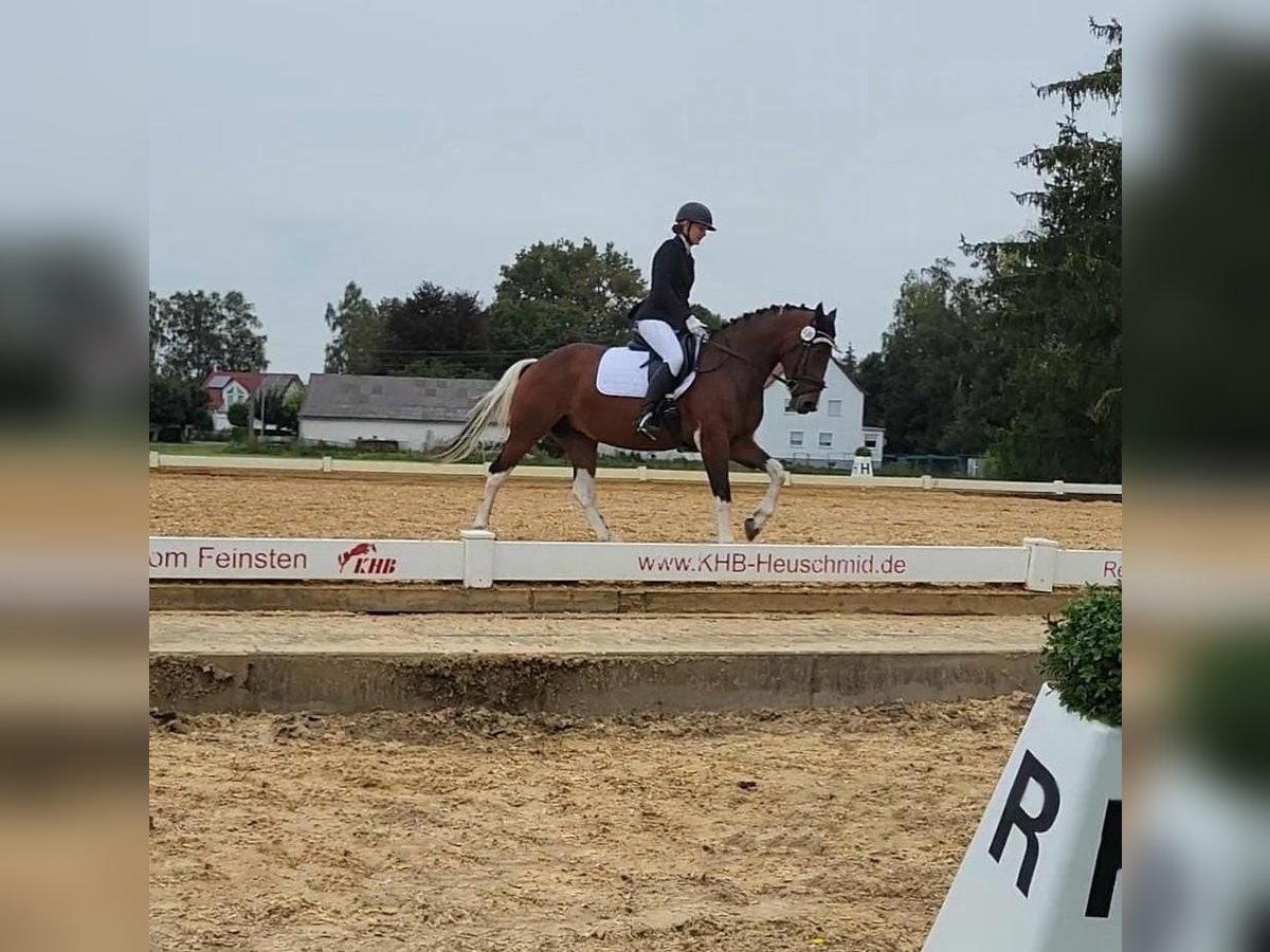 Deutsches Reitpony Mix Stute 8 Jahre 153 cm Schecke in Hofstetten