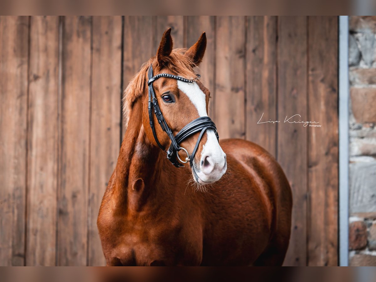 Deutsches Reitpony Stute 8 Jahre 157 cm Fuchs in Hattingen Deutsches Reitpony Stute 8 Jahre 157 cm Fuchs in Hattingen
