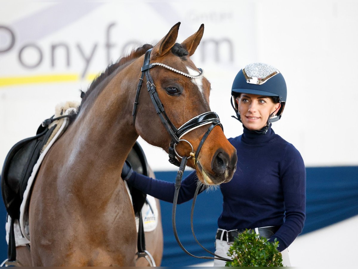 Deutsches Reitpony Stute 8 Jahre Brauner in Marsberg