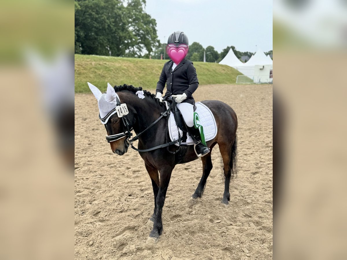 Deutsches Reitpony Stute 9 Jahre 120 cm Dunkelbrauner in Bremerv&#xF6;rde
