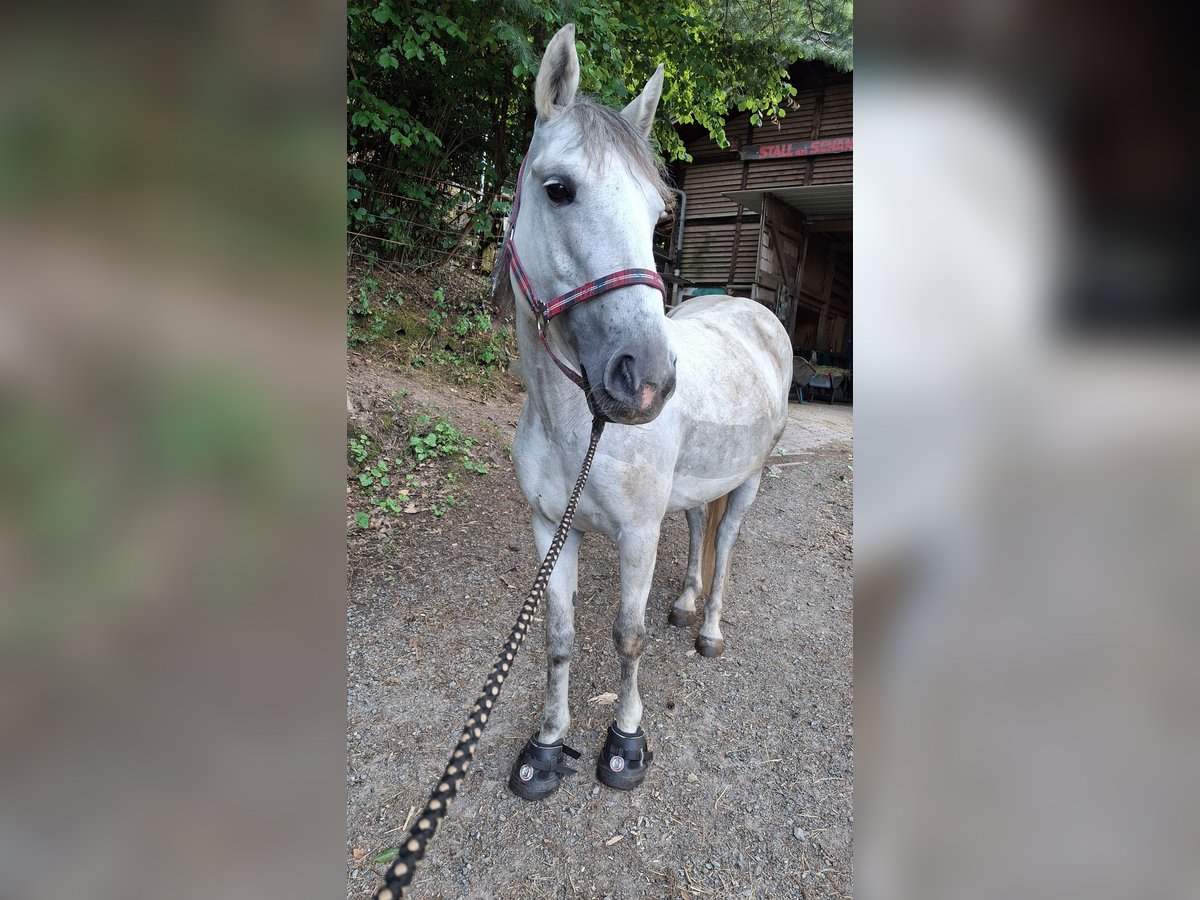 Deutsches Reitpony Mix Stute 9 Jahre 138 cm Apfelschimmel in Offenburg